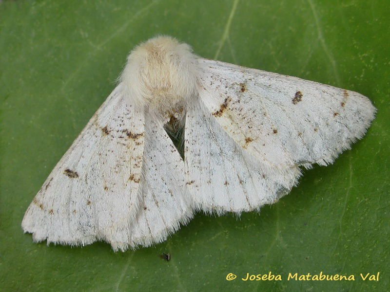 Da determinare - Dyscia (Rjabovana) lentiscaria, Geometridae